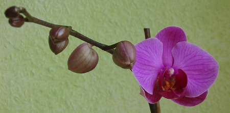 orchidee_juni07