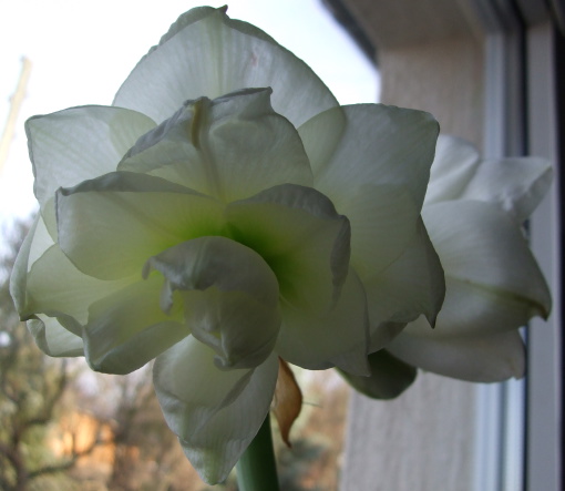 Ritterstern | Knight's Star (Hippeastrum)