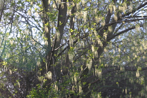 Birch Trees in bloom