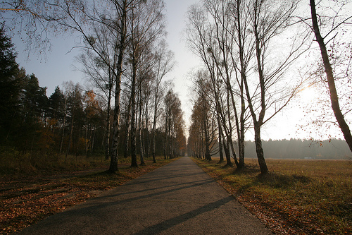 Birkenallee in Groß Dölln - birch lined country road