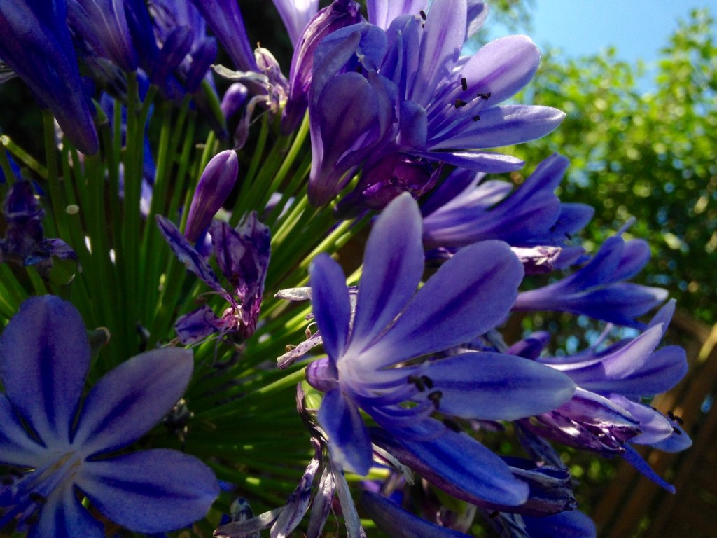 Pretty purple flowers.