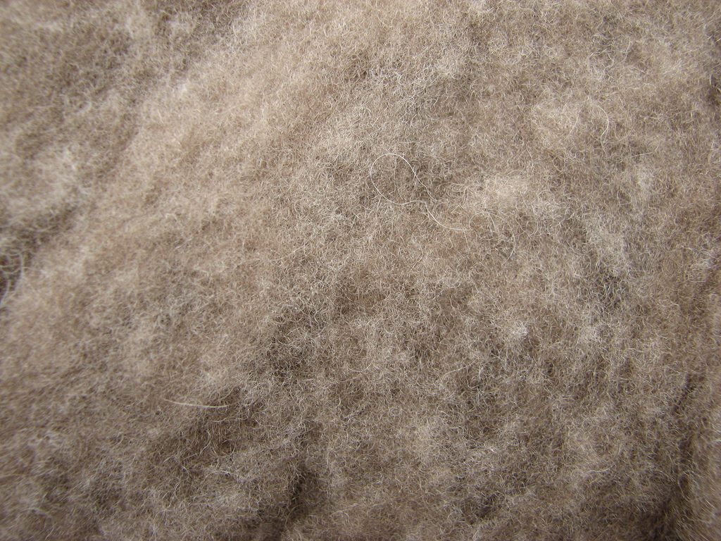 Quiviut Fasern, copyright: flickr.com/photos/bloomkitty