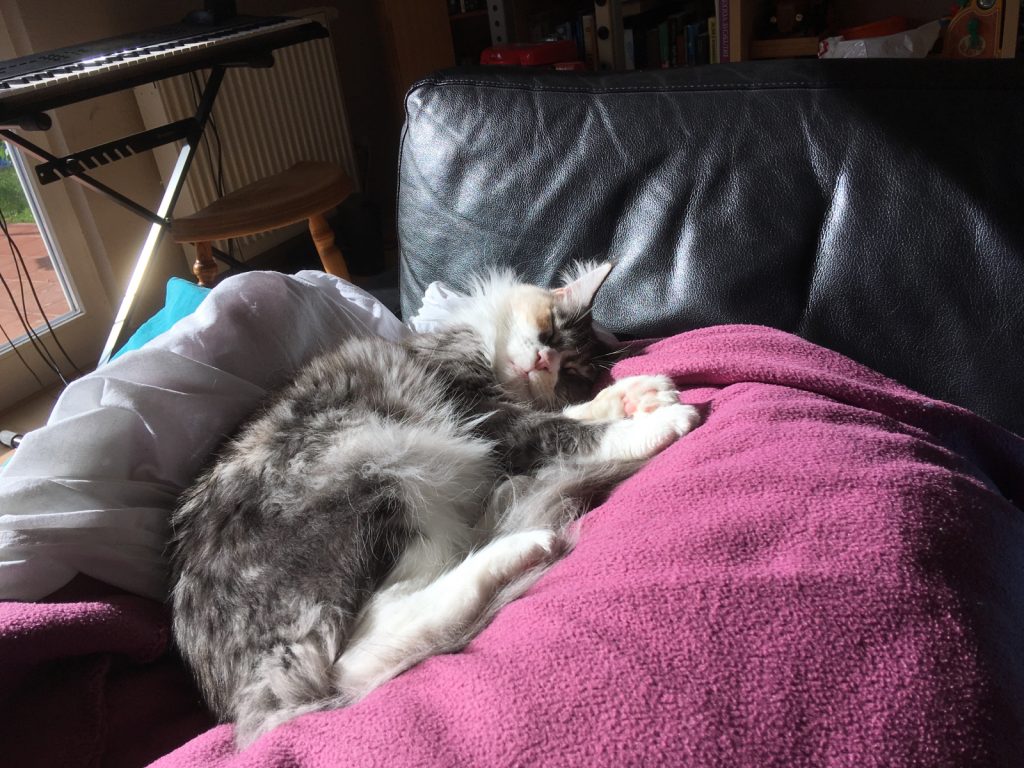 Unser neues Familienmitglied, Youni, ein zweijährige Main Coon Katze