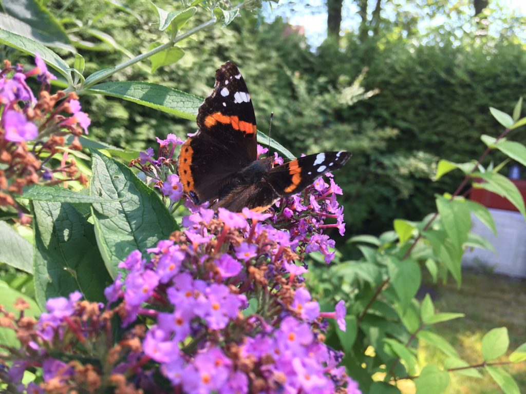 Admiral Schmetterling im Sommerflieder