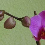 Eye Candy Friday – In Bloom