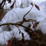 Cold winter, warm shawl