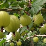 Strickgeflüster KW 24 :: Gartenfreuden und häkeln für die Umwelt ::