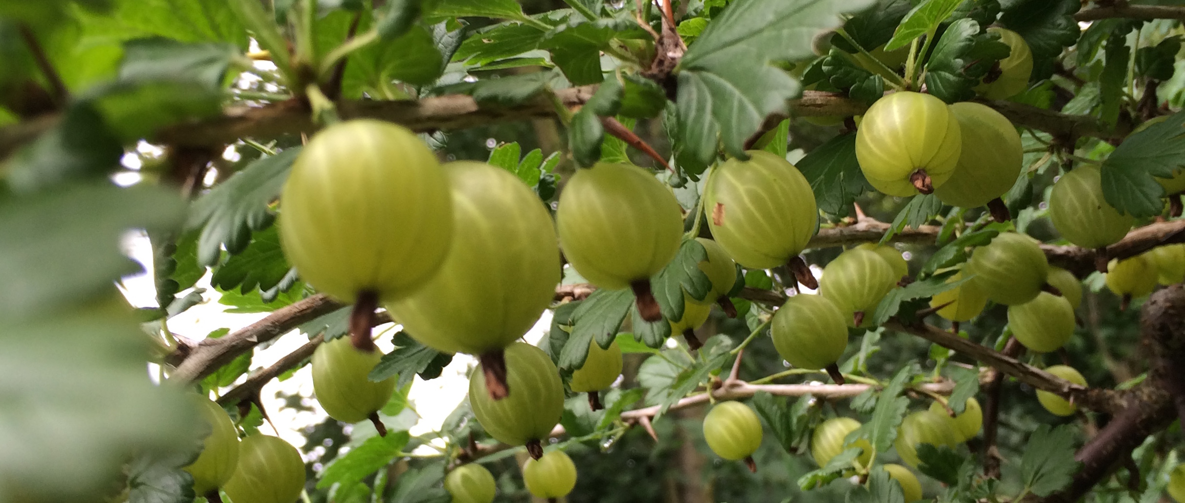 Stachelbeeren | Gooseberries