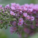 Sommerflieder - Makro