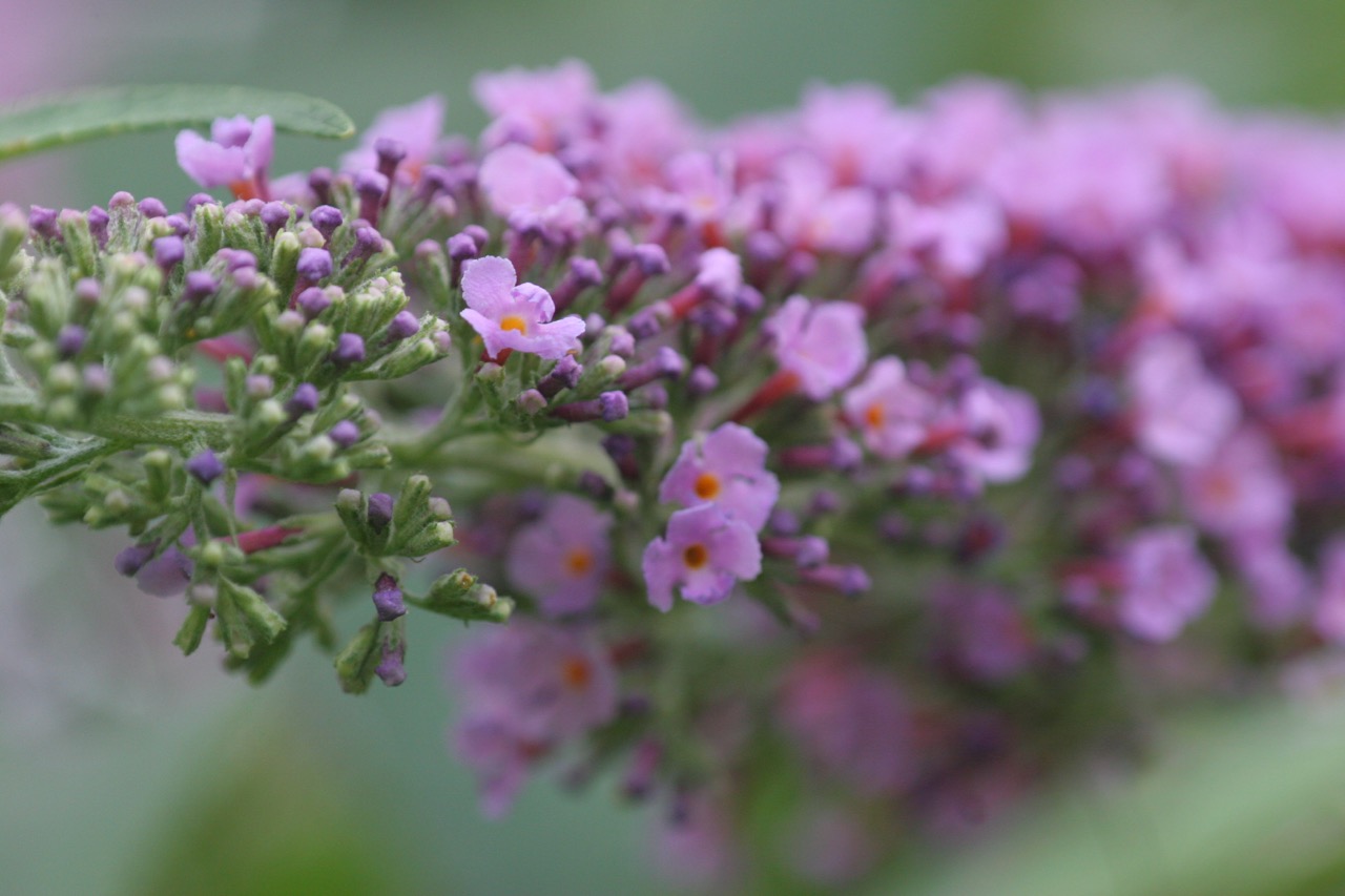 Sommerflieder - Makro
