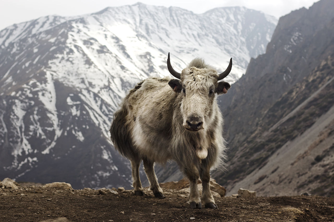 Yak (Bos grunniens) bei Letdar am Annapurna Circuit am Annapurna in Zentral-Nepal.