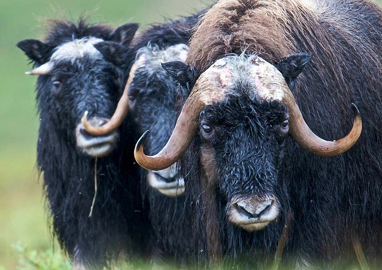 Moschusochse, Musk Ox