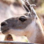 Stricken mit exotischen Wollsorten (Teil 3) :: Vikunja ::