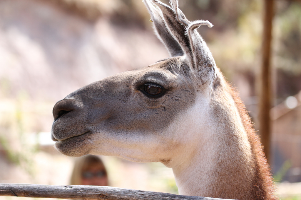 Vicuña - copyright: RS Deakin